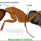 Pest Control
